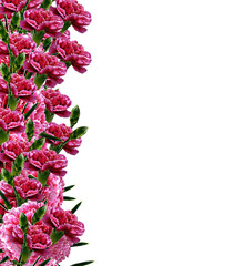 carnation flowers isolated on white background