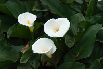 Arums