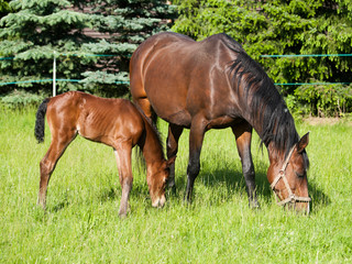 Naklejka na ściany i meble Newborn foal with mare on pasture