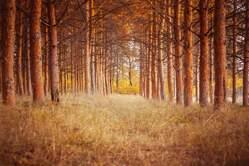 Fototapeta premium pine forest
