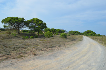 country lane, tree and fields