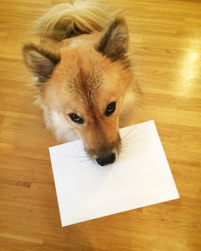 Hund mit Brief