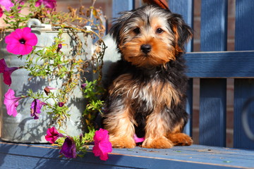 Yorkshire Terrier puppy sitting on bench with flowers