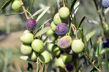Olives.