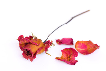 A withered rose and petals over white background.