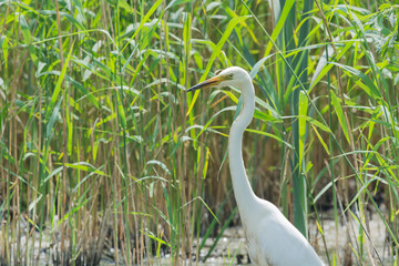 Great Egret