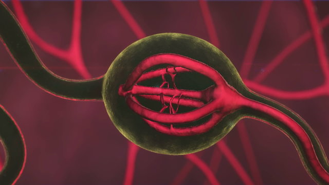 Uterus