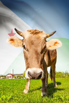 Cow with flag on background series - Djibouti