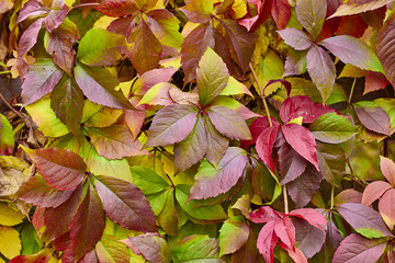 Background group autumn leaves