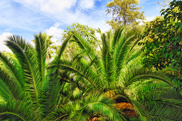 Fototapeta na wymiar Beautiful landscape of humid tropical jungle.