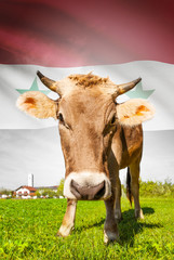 Cow with flag on background series - Syria