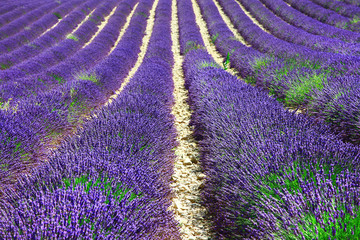 Fototapeta na wymiar violet rows of blooming lavander in Provence, France