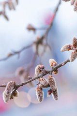 Weiche Blütenkätzchen, Winterende, Vorfrühling, Pollen - 71564507