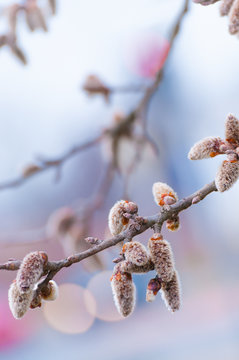 Fototapeta Weiche Blütenkätzchen, Winterende, Vorfrühling, Pollen