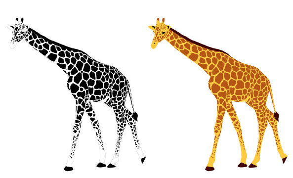 detailed illustration of giraffe - vector