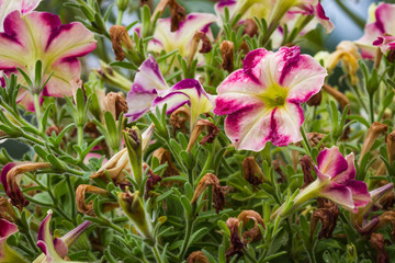 petunia garden