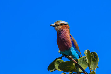 Lilac-breasted roller branch tree
