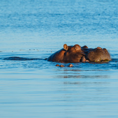 Fototapeta premium Hippo sleeping and eating in river