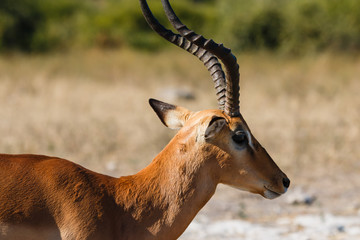 Close up impala Botswana