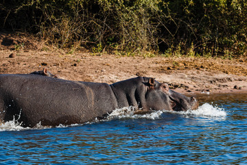 Hippos running into the water