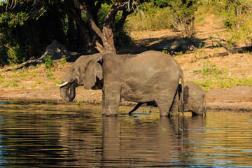 Mother and baby elephant drinking river Chobe