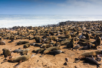 Fototapeta na wymiar Cape fur seal gathering beach Cape Cross