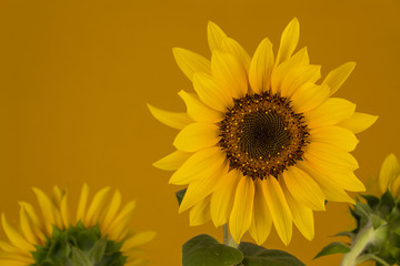 Obraz premium Yellow sunflower on orange background