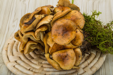Armillaria