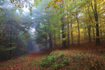 Foggy magical autumn Forest with colorful Trees