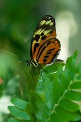 Plakat Tiger Longwing Butterfly
