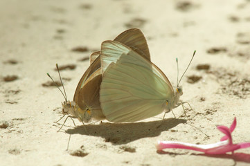 Kissing Butterflies