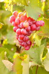 Bunches of ripe grape on plantation closeup