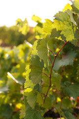 Grape leaves, close-up