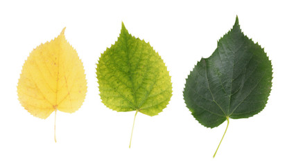 Autumn yellow and green leaves isolated on white