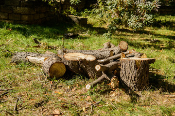 Wood lying on the ground