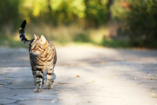 Cat Walking Outdoors