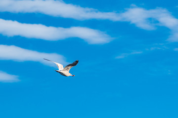 Fototapeta na wymiar Graceful white seagulls