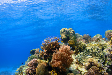 Corals Reef