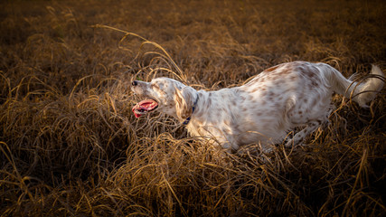Dog running in the meadow