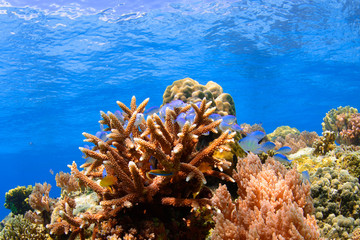 Fototapeta na wymiar Corals Reef