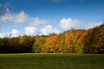 Cape Croker Woodside Autumn Fall Forest Trees