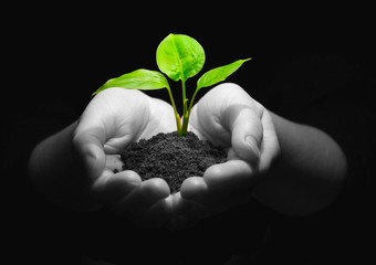 plant in hands