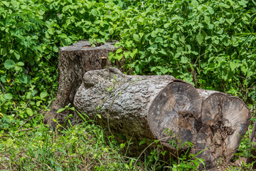 Fototapeta premium stump on the green grass in the forest