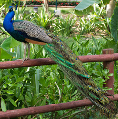 Naklejka premium Peacock