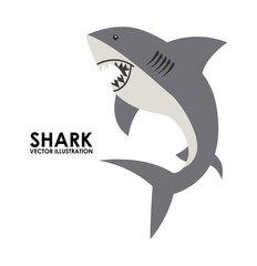 shark design