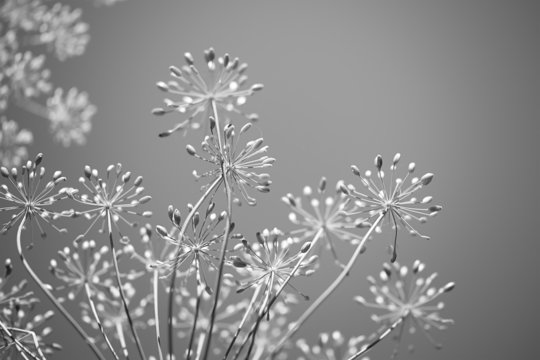 Spring Floral Background Monochrome