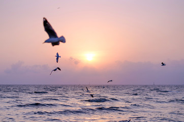 Obraz na płótnie Canvas Seagull with beautiful sunset