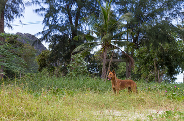 Naklejka na ściany i meble brown dog on the mound outdoor