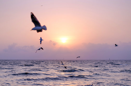 Seagull with beautiful sunset