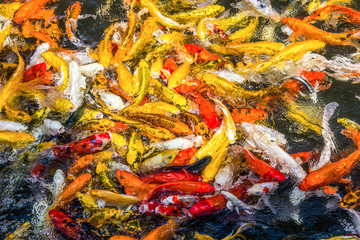 Koi fish colorful swim on the pond, soft focus